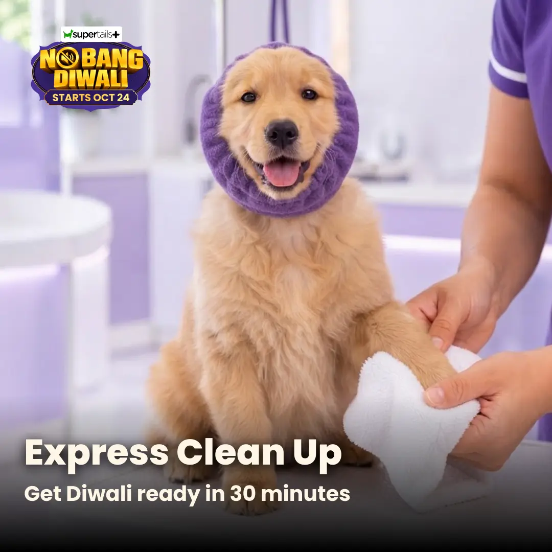Express Clean Up — golden retriever puppy getting ears, teeth and nails cleaned at Supertails clinic