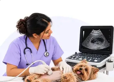Ultrasound at Supertails+ Indiranagar