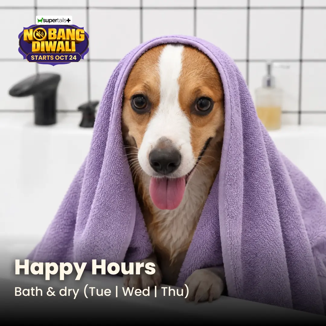 Happy Hours Bath & Dry — dog in towel at Supertails clinic