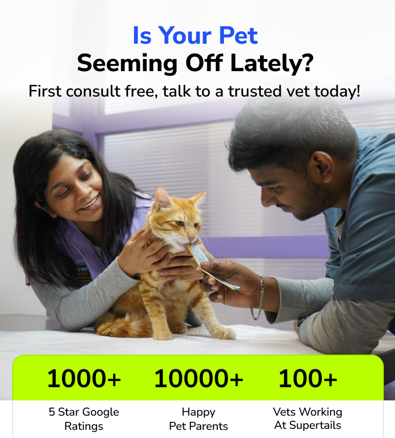 Experienced veterinary doctor conducting a professional dog health checkup and consultation at Supertails clinic.