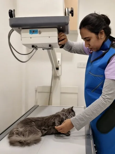 Supertails+ vet positioning a cat for a digital X-ray