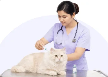 Vaccination at Supertails+ Indiranagar