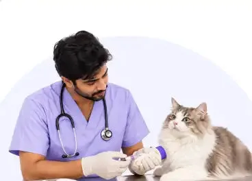 Blood tests at Supertails+ Indiranagar