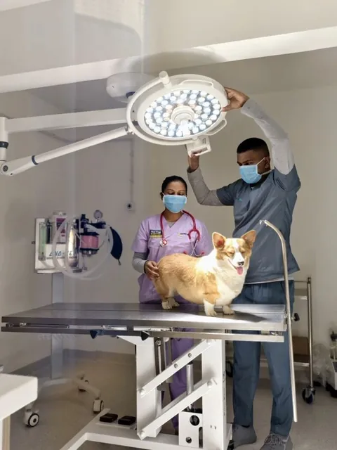 Supertails+ vets with a corgi on the table in the operation theatre
