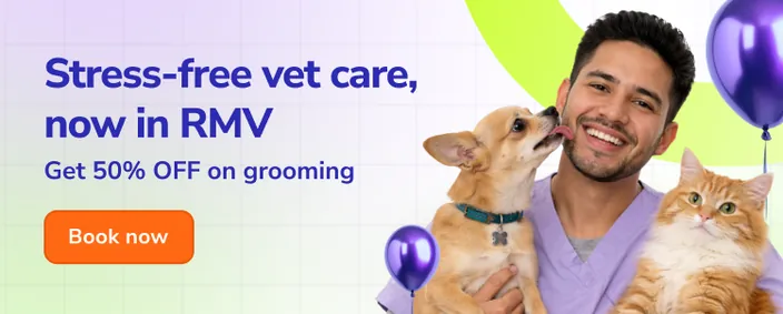 Professional dog grooming session featuring precision hair cutting and a refreshing bath at Supertails RMV pet spa.