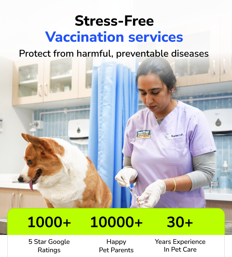 Professional veterinary doctor preparing a safe puppy vaccination shot at a Supertails clinic in Bangalore.