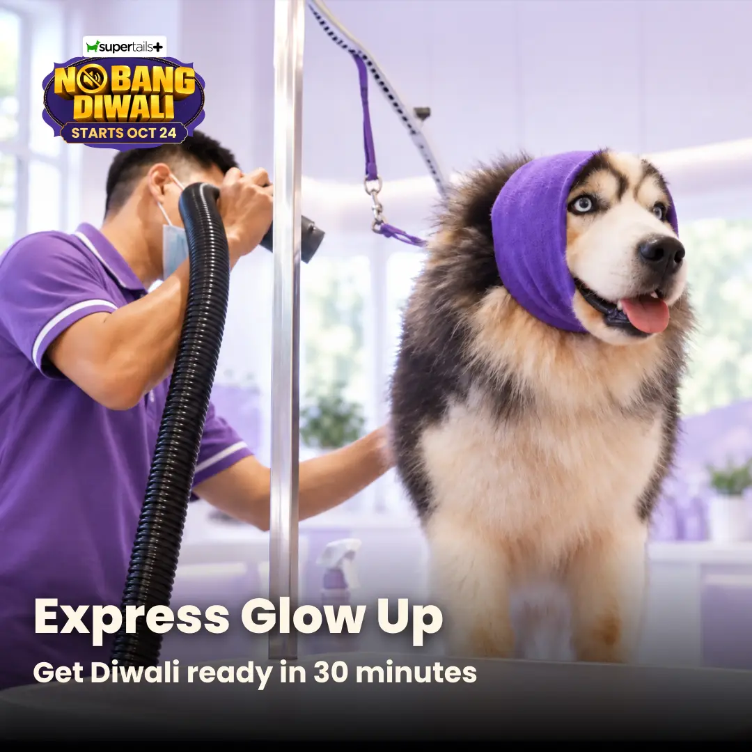Express Glow Up dry bath grooming at Supertails clinic